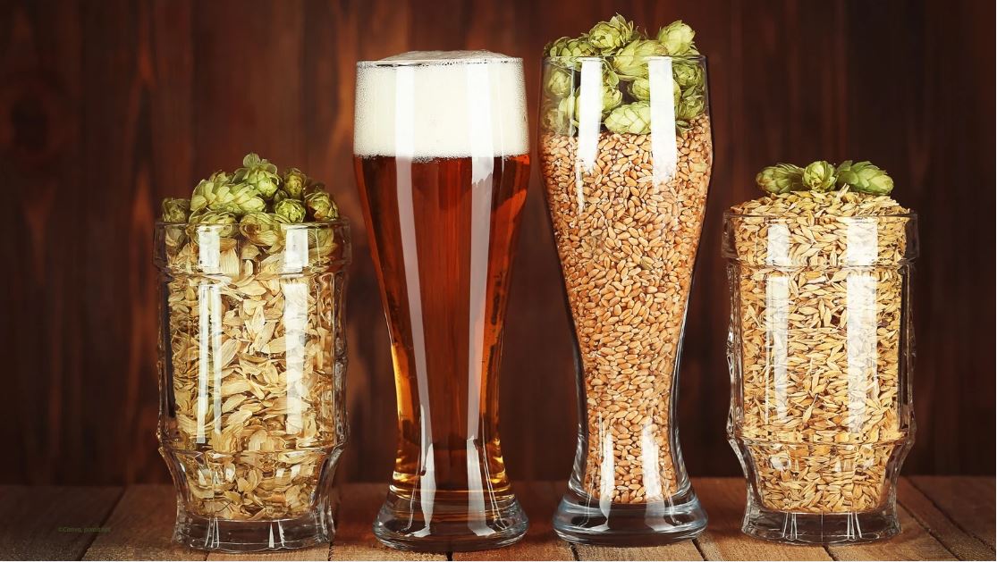 Vier Biergläser gefüllt mit Hopfen, Gerste-, Malzkörner